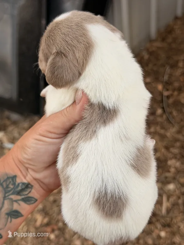 LH 💕 – Miniature Dachshund puppy for sale in Collins, GA