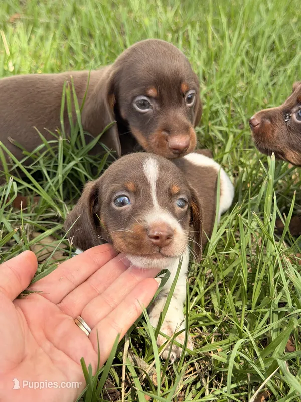 💙 – Miniature Dachshund puppy for sale in Collins, GA