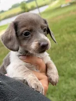 Jasmine, a female Miniature Dachshund for sale in Collins, GA – 2 of 2
