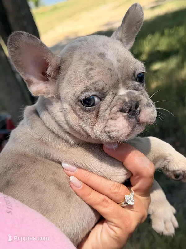 M1  – French Bulldog puppy for sale in Collins, GA