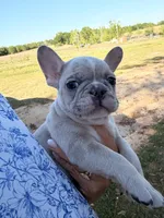 M1 , a male French Bulldog for sale in Collins, GA – Photo 4 of 4
