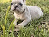 M1 , a male French Bulldog for sale in Collins, GA – Photo 1 of 4