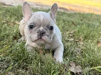 M1 , a male French Bulldog for sale in Collins, GA – Photo 3 of 4