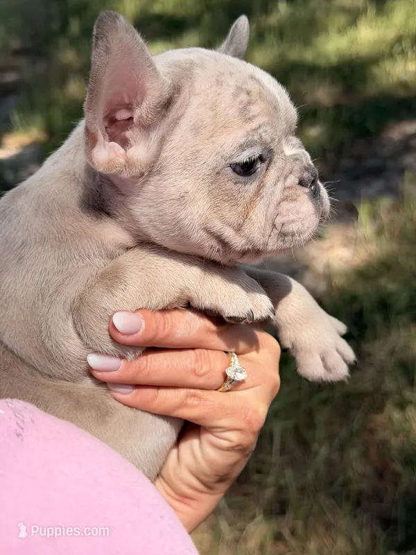 M1  – French Bulldog puppy for sale in Collins, GA