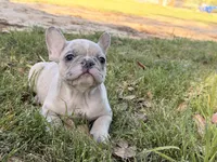 M1 , a male French Bulldog for sale in Collins, GA – Photo 2 of 4