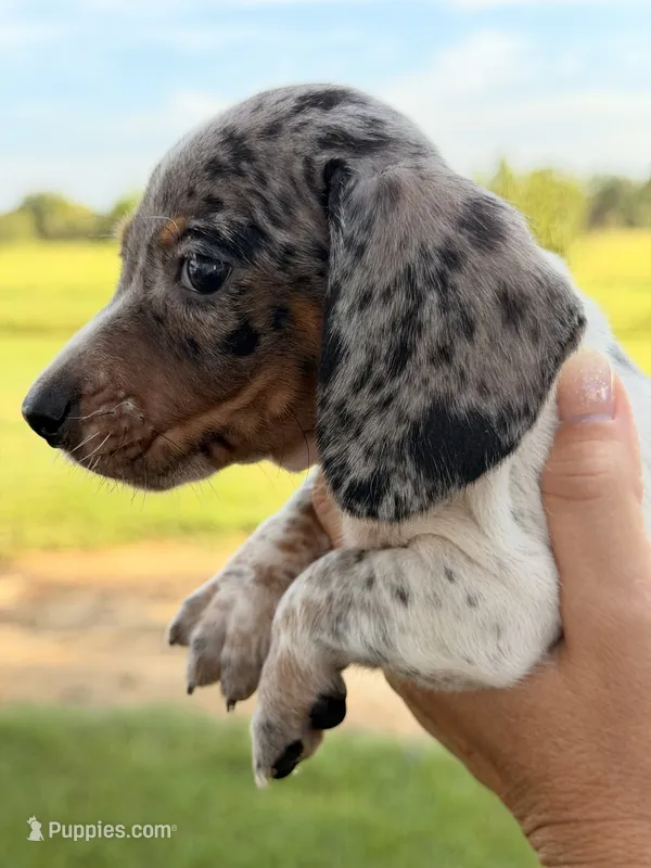 Otis  – Miniature Dachshund puppy for sale in Collins, GA