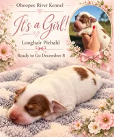 Java-LH, a female Miniature Dachshund for sale in Collins, GA – 3 of 3