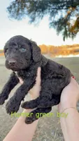 HUNTER green, a male Goldendoodle for sale in Collins, GA – Photo 1 of 6