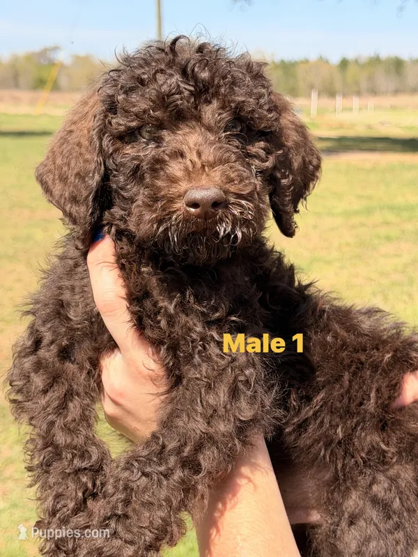 HUNTER collar – Goldendoodle puppy for sale in Collins, GA