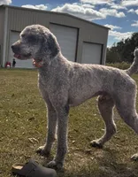 HUNTER green, a male Goldendoodle for sale in Collins, GA – Photo 2 of 6