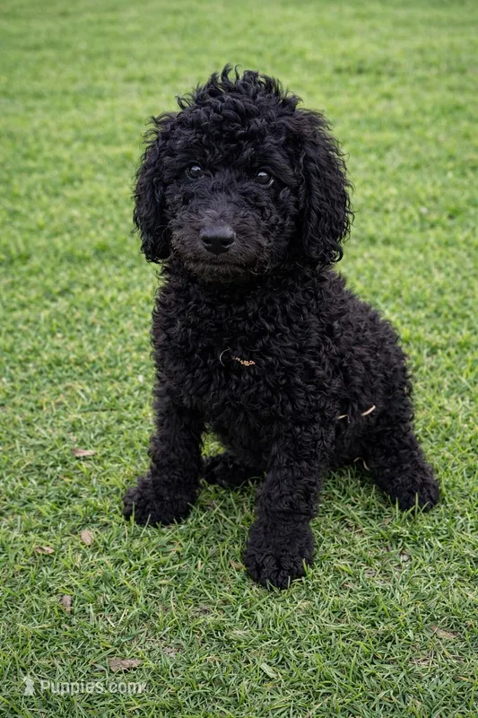 Male 3 – Goldendoodle puppy for sale in Collins, GA