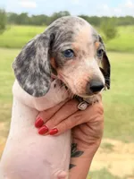 BOONE, a male Miniature Dachshund for sale in Collins, GA – 1 of 10