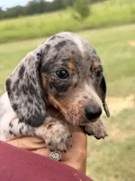 Otis , a male Miniature Dachshund for sale in Collins, GA – 1 of 9