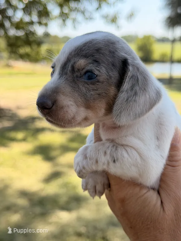 Ziggy  – Miniature Dachshund puppy for sale in Collins, GA
