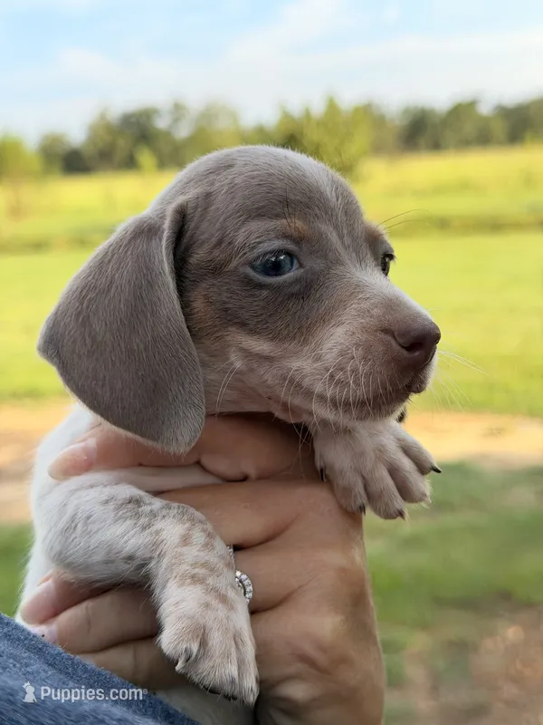 Cooper  – Miniature Dachshund puppy for sale in Collins, GA