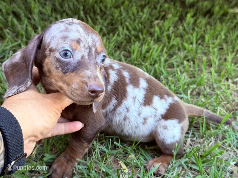 M1 – Miniature Dachshund puppy for sale in Collins, GA