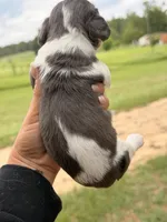 LH MALE , a male Miniature Dachshund for sale in Collins, GA – 3 of 4