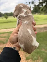 LH 💙, a male Miniature Dachshund for sale in Collins, GA – 2 of 4