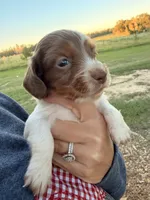 Boone-LH, a male Miniature Dachshund for sale in Collins, GA – 2 of 6