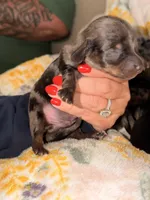 Dapple 1 , a male Miniature Dachshund for sale in Collins, GA – 2 of 4