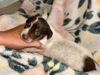 Pebbles, a female Miniature Dachshund for sale in Collins, GA – 2 of 3