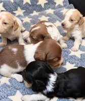 Boone-LH, a male Miniature Dachshund for sale in Collins, GA – 4 of 6