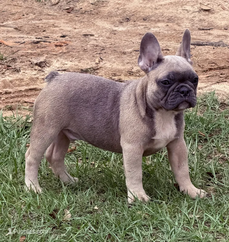Zeus  – French Bulldog puppy for sale in Collins, GA