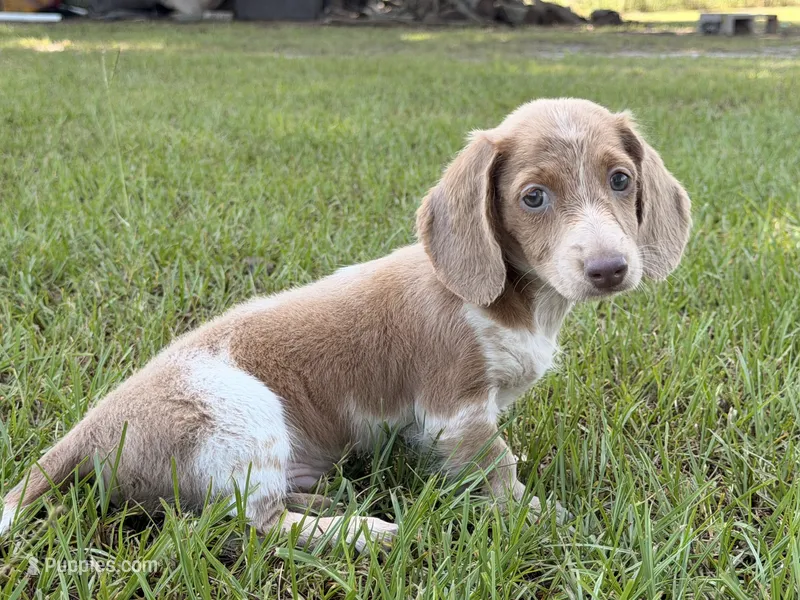 Mr Freckles’s – Miniature Dachshund puppy for sale in Collins, GA