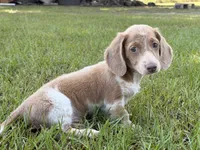 Mr Freckles’s, a male Miniature Dachshund for sale in Collins, GA – 3 of 6