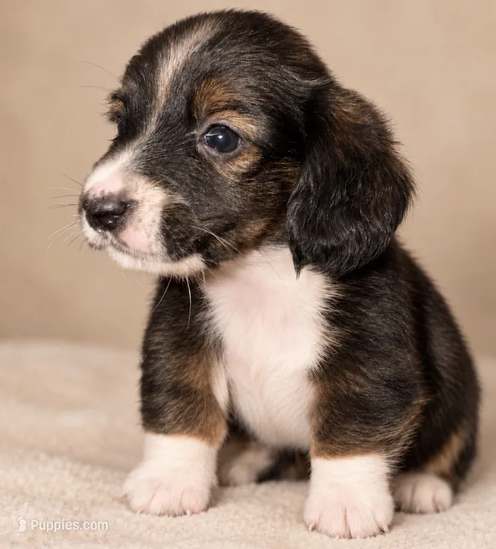 LH 💙 – Miniature Dachshund puppy for sale in Collins, GA