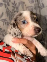 Ziggy , a male Miniature Dachshund for sale in Collins, GA – 7 of 7