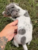 Otis , a male Miniature Dachshund for sale in Collins, GA – 2 of 6