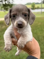 Jasmine, a female Miniature Dachshund for sale in Collins, GA – 1 of 2