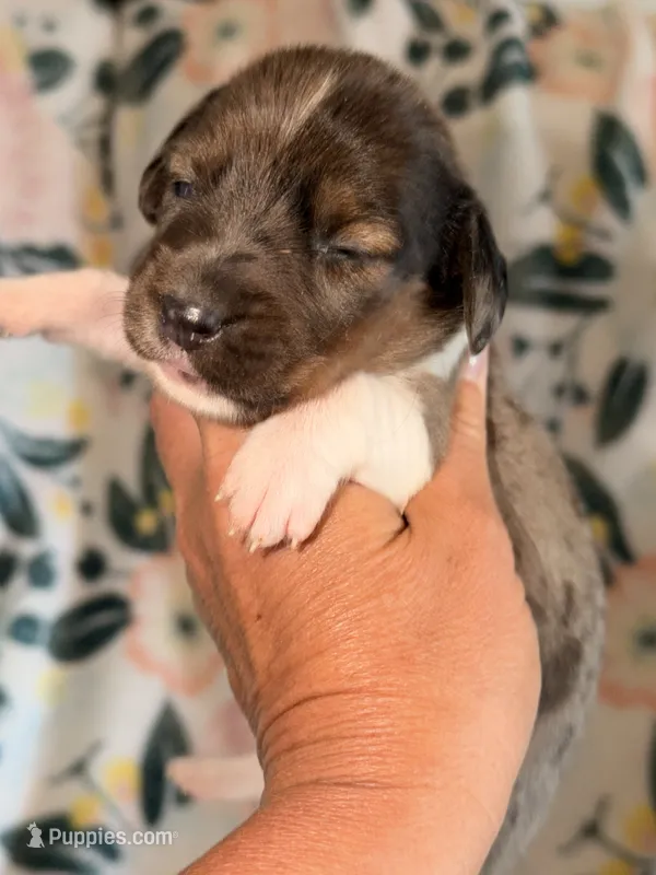 LH 💕 – Miniature Dachshund puppy for sale in Collins, GA