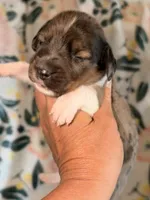 LH 💕, a female Miniature Dachshund for sale in Collins, GA – 1 of 3