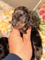 Sprinkles , a female Miniature Dachshund for sale in Collins, GA – 1 of 3