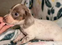 Cooper , a male Miniature Dachshund for sale in Collins, GA – 6 of 6