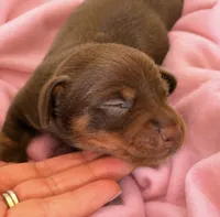 💕, a female Miniature Dachshund for sale in Collins, GA – 3 of 3