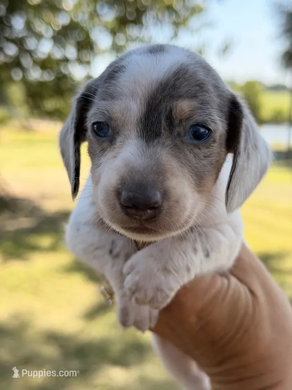 Ziggy  – Miniature Dachshund puppy for sale in Collins, GA