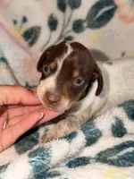 Pebbles, a female Miniature Dachshund for sale in Collins, GA – 3 of 3
