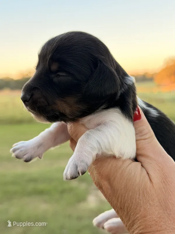 Elsie-Lh, a female Miniature Dachshund for sale in Collins, GA – 1 of 4