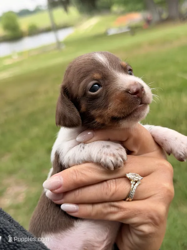 💙 – Miniature Dachshund puppy for sale in Collins, GA