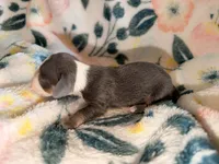 Blue Belle, a female Miniature Dachshund for sale in Collins, GA – 3 of 3