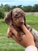 M1, a male Miniature Dachshund for sale in Collins, GA – 1 of 6