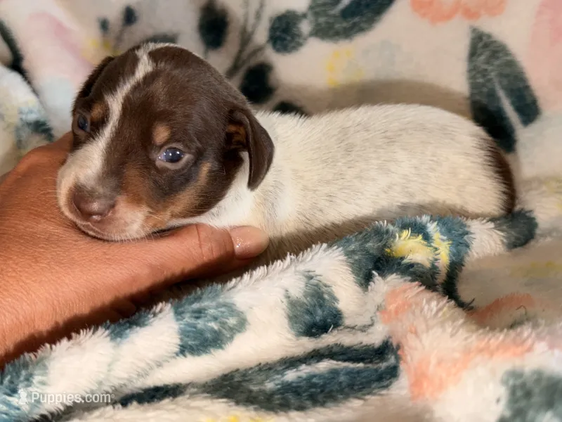 Pebbles – Miniature Dachshund puppy for sale in Collins, GA