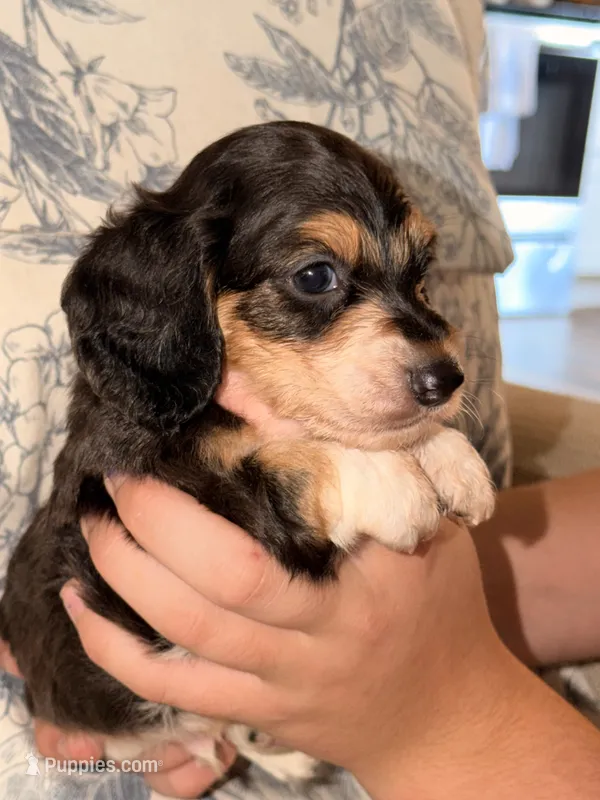 LH male – Miniature Dachshund puppy for sale in Collins, GA