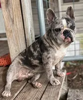 Zeus , a female French Bulldog for sale in Collins, GA – 3 of 4