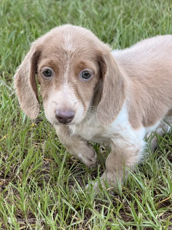 Mr Freckles’s – Miniature Dachshund puppy for sale in Collins, GA