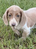 Mr Freckles’s, a male Miniature Dachshund for sale in Collins, GA – 4 of 6