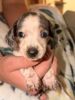 BOONE, a male Miniature Dachshund for sale in Collins, GA – 8 of 8